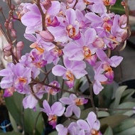 promo anggrek doritis purpel siap berbunga