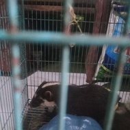 musang biul original