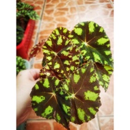 Begonia rex / Painted-leaf begonia