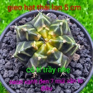 (7-zone neon cashew pattern) beautiful scratched plant neon green black 7-zone large-grained cashew 