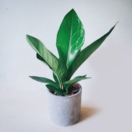 開幕送禮盆栽首選-富貴花燭