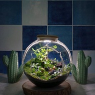 微景觀苔蘚生態缸(大) | 室內植栽 禮物 附植物燈 好照顧