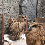 BURUNG HANTU/OWL BUFFY FISH OWL ANAKAN