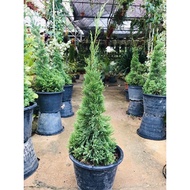 Anak Pokok Pencil Pine / Pokok Krismas