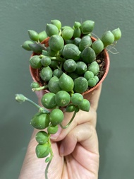 情人泪 珍珠吊兰（Senecio rowleyanus H. Jacobsen）