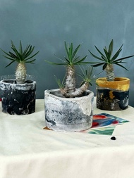 I手作環保泥盆 I 象牙宮  休眠中