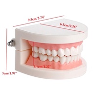 Teeth Model Sensory play โมเดลฟัน สำหรับฝึกสอนลูกน้อยแปรงฟัน