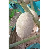 Anak pokok Mamey Sapote / Mamey Sapote / Ciku Brazil