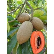 POKOK RARE MAMEY SAPOTE CIKU GERGASI