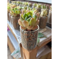 Mini Succulent