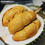 Durian Tupai King real live outdoor fruit plant tree 松鼠王 anak pokok durian Tupai King hidup untuk di