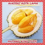 🔥HYBRID🔥 ANAK POKOK DURIAN MUSANG KING (D197) / RAJA KUNYIT / RAJA BUAH / DURIO ZIBETHINUS TREE / THORN FRUIT