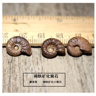 Paleobic Fossil Pyrite Fossil Fossil Fossil Rough Stone Moroccan Ammonite Marine Animal Fossil Teach