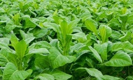 60 butir) biji benih tanaman herbal tembakau