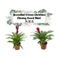 [LIVE PLANT] Bromeliad Vriesea Christiane - Flaming Sword Plant 凤梨花 (Randomly)