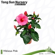 🔧🐀TSN Hibiscus Pink 芙蓉葵 Pokok Hiasan Bunga Hiasan Pokok Hiasan Dalam Rumah Real Plant Live Plant Plants