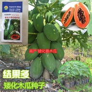 矮种红肉木瓜种子 Low Height Papaya Seeds Biji Benih Betik Rendah Species
