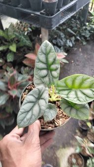 alokasia silver