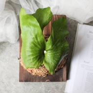 體驗活動 【台北場】下班隨手作 | 上板鹿角蕨