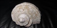 夜光蠑螺 月光螺 Turbo marmoratus 原貝含口蓋 巨大尺寸 產地台灣 海洋天然貝殼海螺珍稀有標本等級夜光螺