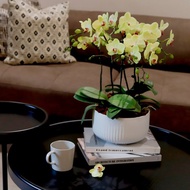 【蘭花盆栽】芥末(大) 蝴蝶蘭盆栽 開幕送禮 升遷送禮 過年送禮