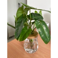Philodendron Burl marx