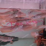 ikan arwana silver red Brazil