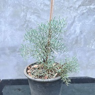 ต้นสนบลูไอซ์ (Blueice cypress) 🌲 สนที่มีกลิ่นหอมเฉพาะตัว และหายากราคาสูง