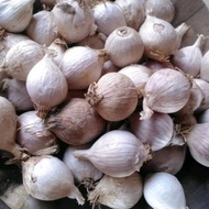 1kg Bawang Putih tunggal