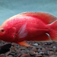 oscar red chili /oscar paris albino / oscar