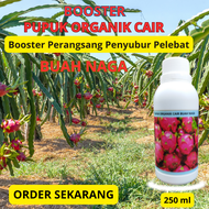 Pupuk Organik Pelebat Buah Naga Booster Perangsang Buah Naga Pupuk Perangsang Bunga Buah Anti Rontok