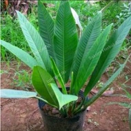 Tanaman hias philodendron rinet- philo rinet