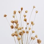 Muzi Western Year Rabbit Tail Dried Grass Flower Primary Color Wheat Happy Flower Star Flower Natural Simulation Preserv