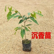 Authentic Agarwood Seedlings Rare Seedlings Aquilaria Sinensis Precious Medicinal Materials Hainan Soil Agarwood Seedlin