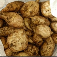 UBI CELEMBU UBI PUTIH 1KG UBI JALAR