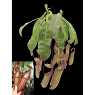 WAF Nepenthes Miranda with 120mm size pot direct from Cameron Highlands