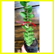 ◇ ☈ ✼ Hoya Millionaire's Plant/ Hoya Cumingiana seedlings