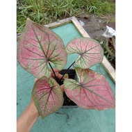 Thai Hybrid Caladium