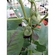 Benih Sayur terung bulat hijau