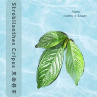Daun Pecah Beling黑面将军Strobilanthes Herbal