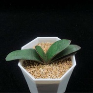 SG2881-鯊魚掌臥牛🔥多肉植物小盆栽禮物🔥