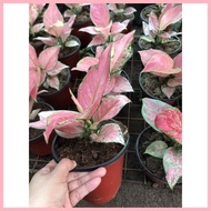✴ ⚽︎ COD! Sale! Red Charm Aglaonema Live Plants with Soil and Pot