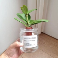 植物 心葉球蘭 水耕 室內盆栽