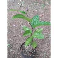 Bibit Tanaman Buah Markisa - Pohon Buah Markisa - Tanaman Merambat