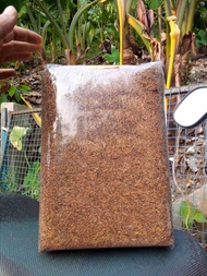 Daun Talas Beneng Kering 1 Kg grade B