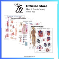 Poster Anatomi Manusia Tanpa Bingkai (50cm x 70cm) | Human Anatomy Frameless Poster Wall Canvas (50c