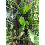 Bird Nest Fern Paku Sarang Burung Decorative Plants Tumbuhan Hiasan- Pokok Paku Pakis