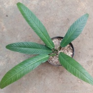 Tanaman Philodendron Lynette / Linet #Original