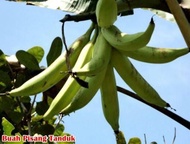 Bibit Pisang Tanduk Super/Pohon Pisang Tanduk Bibit Unggulan