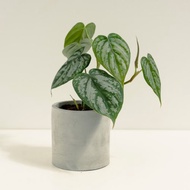 白蘭地蔓綠絨│泥作系列│福所栽